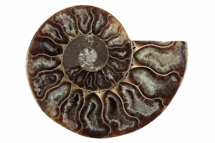Cut & Polished Ammonite Fossil (Half) - Madagascar #377641
